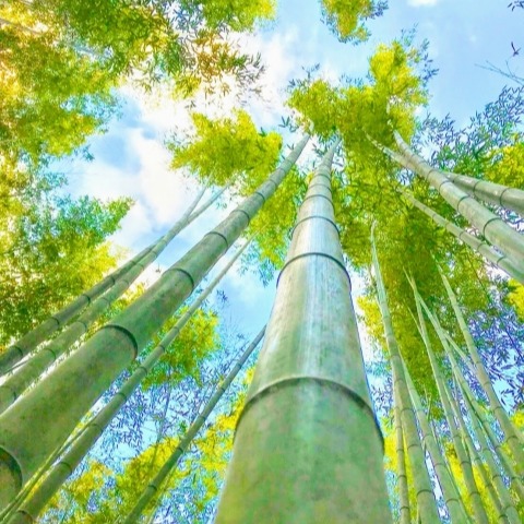 竹林レスQ！放置竹林でお悩みの方へ！